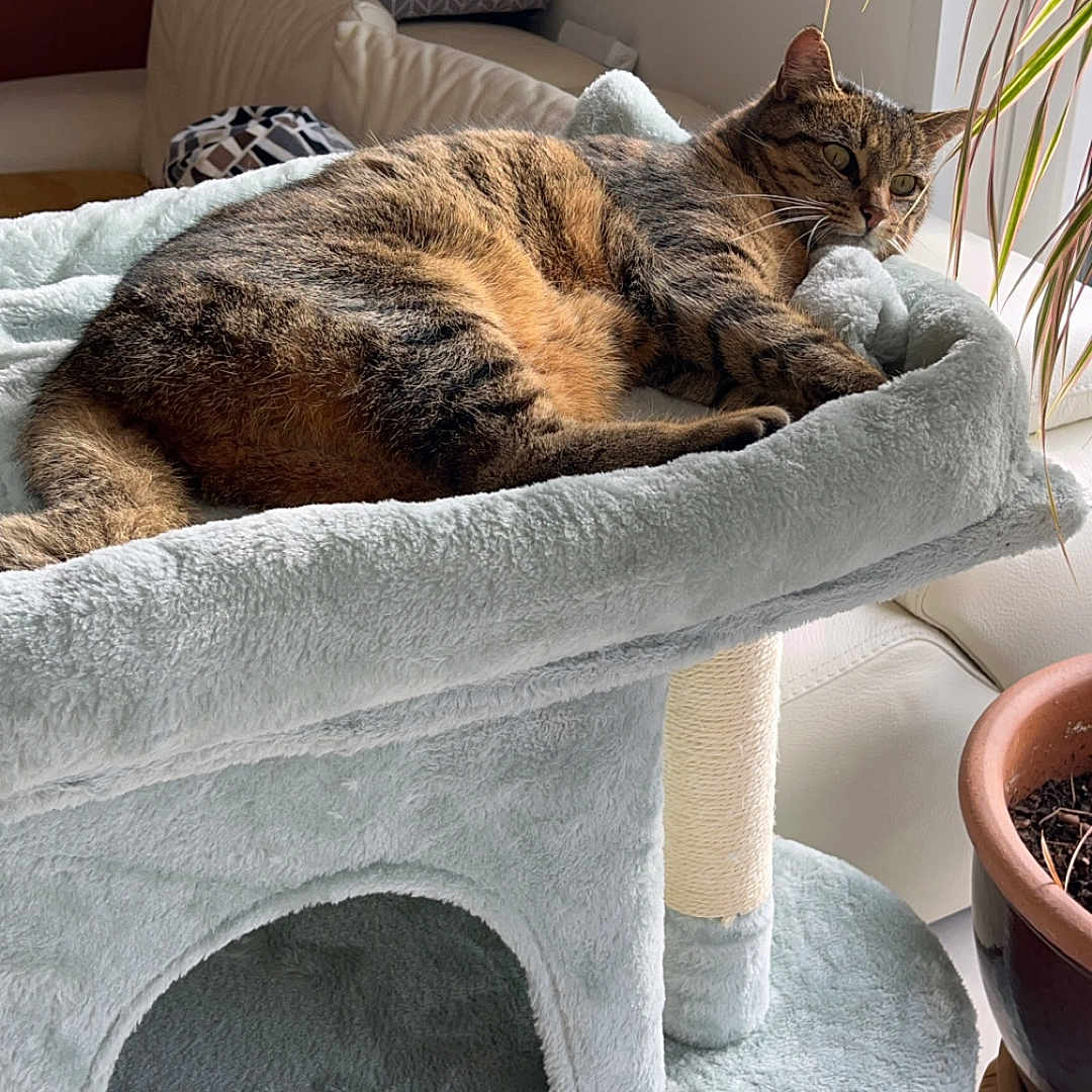 Isis participe au concours pour gagner de l'argent avec cette photo : abyssinian, animal, architecture, building, cat, couch, cushion, furniture, homedecor, indoors, interiordesign, kitten, livingroom, manx, person, pet, plant, pottedplant, room, sleeping