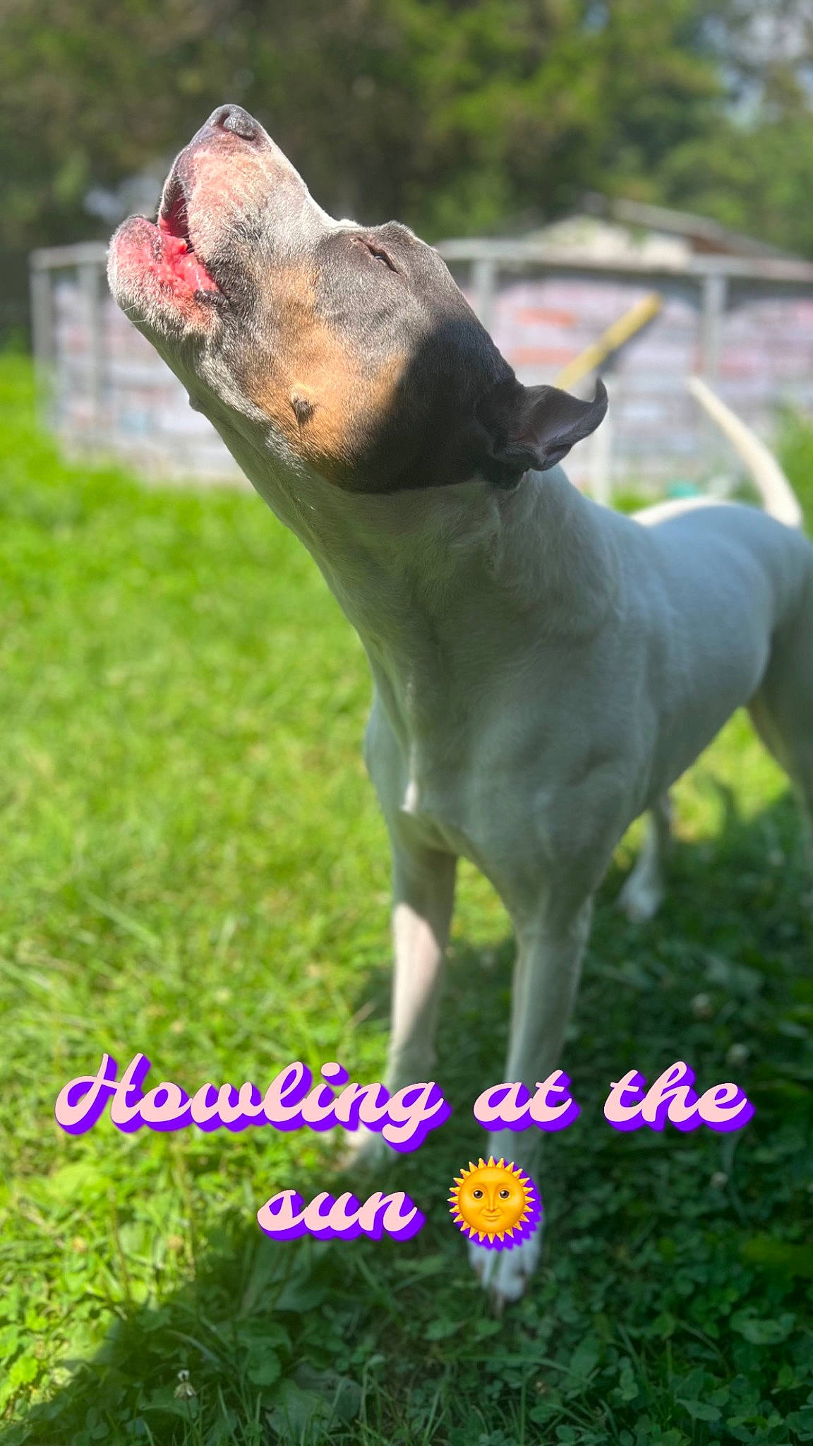 Jaxson is registered to the contest to win money with this photo: canidae, carnivore, companion_dog, dog, dog_breed, fawn, grass, grassland, green, happy, lawn, pasture, photo_caption, plant, snout, sporting_group, summer, tail, terrestrial_animal, whiskers