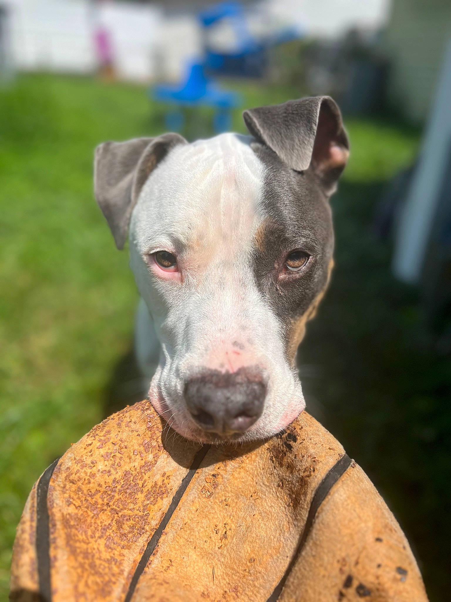 Jaxson is registered to the contest to win money with this photo: carnivore, collar, companion_dog, dog, dog_breed, dog_collar, fawn, snout, terrestrial_animal, whiskers, working_animal