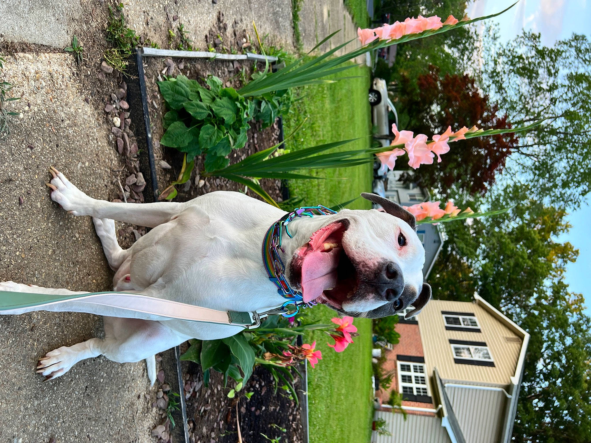 Jaxson is registered to the contest to win money with this photo: art, carnivore, collar, companion_dog, dog, dog_breed, fawn, grass, green, lawn_ornament, leash, plant, pole, sculpture, sky, sporting_group, statue, tail, tree, working_animal
