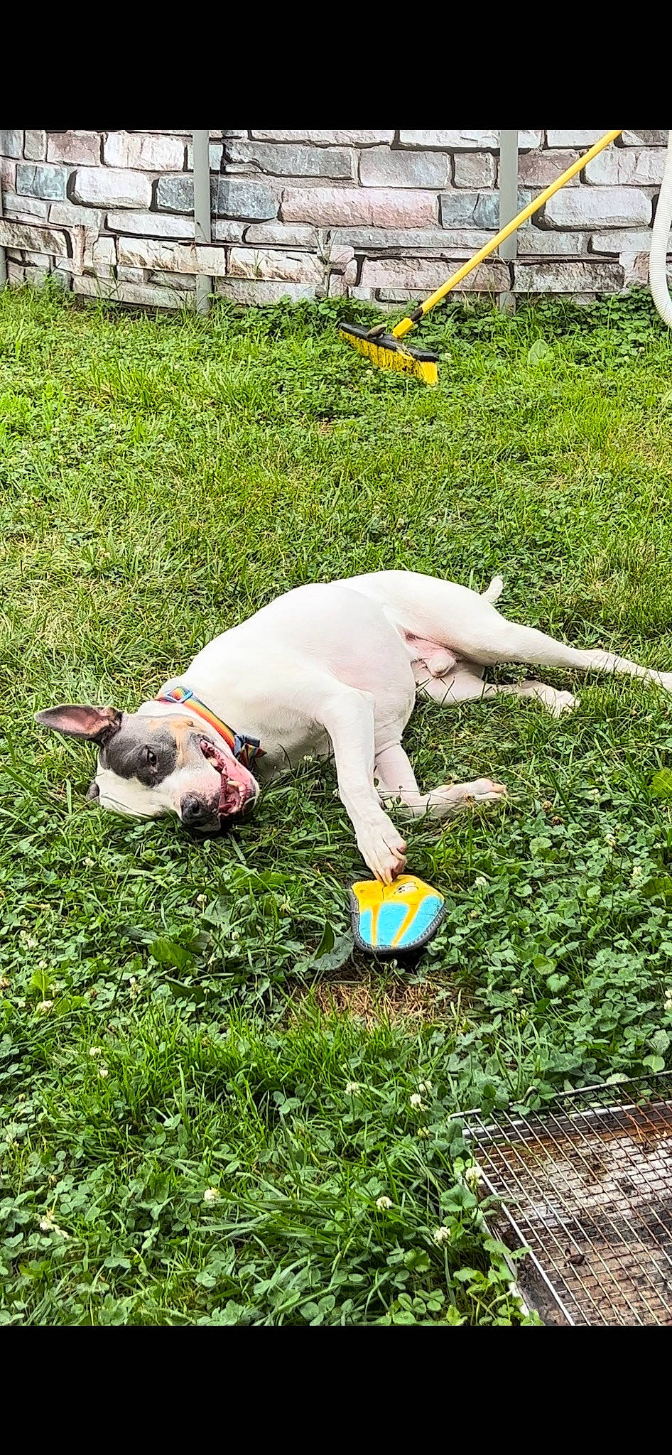 Jaxson joined the competition — help win amazing prizes! ball, canidae, carnivore, collar, companion_dog, dog, dog_breed, fawn, fence, garden, grass, lawn, pasture, plant, shrub, sporting_group, sports_toy, tail, toy, working_animal