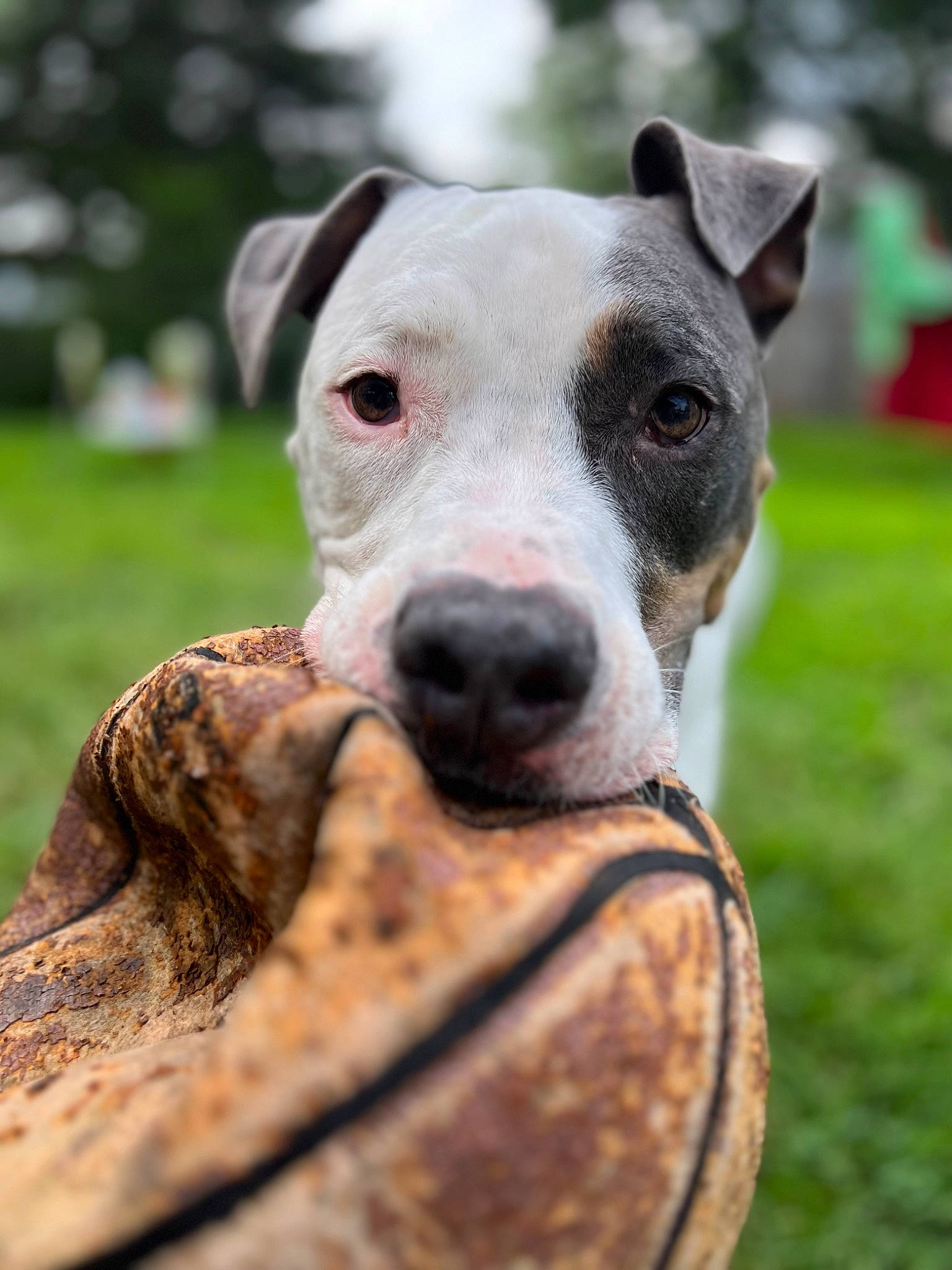 Jaxson is registered to the contest to win money with this photo: canidae, carnivore, close_up, collar, companion_dog, dog, dog_breed, dog_collar, fawn, grass, hunting_dog, non_sporting_group, pet_supply, rampur_greyhound, sighthound, sporting_group, terrestrial_animal, whiskers, working_animal, working_dog