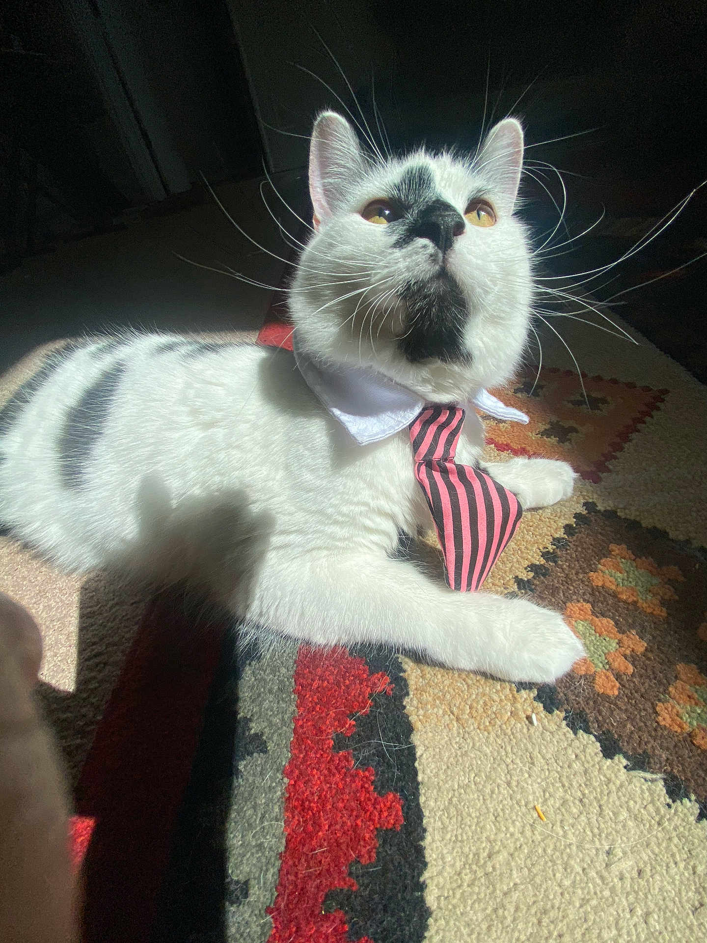 Moomoo is registered to the contest to win money with this photo: cat, white_cat, black_markings, striped_tie, collar, rug, patterned_rug, sunlight, indoor, pet, whiskers, feline, closeup, relaxed, laying_down, fur, shadow, home, domestic_cat, cute