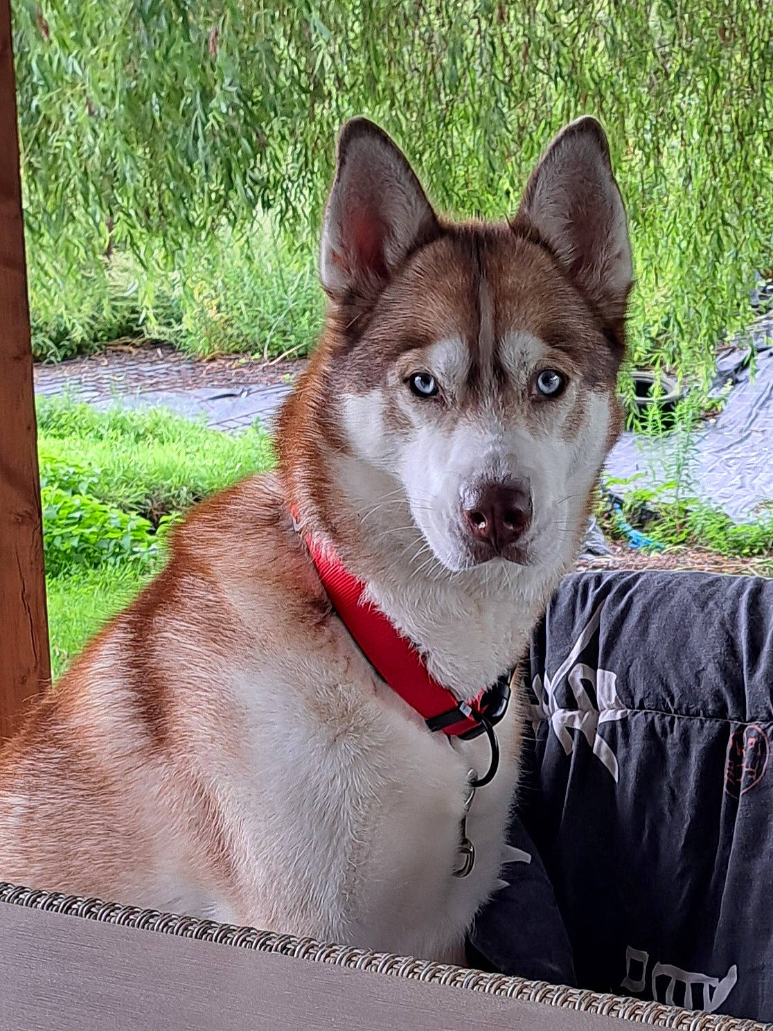 Vicky participe au concours pour gagner de l'argent avec cette photo : canidae, carnivore, collar, companion_dog, dog, dog_breed, dog_collar, eye, fawn, fur, grass, leash, plant, snout, sporting_group, tail, terrestrial_animal, tree, whiskers, working_animal