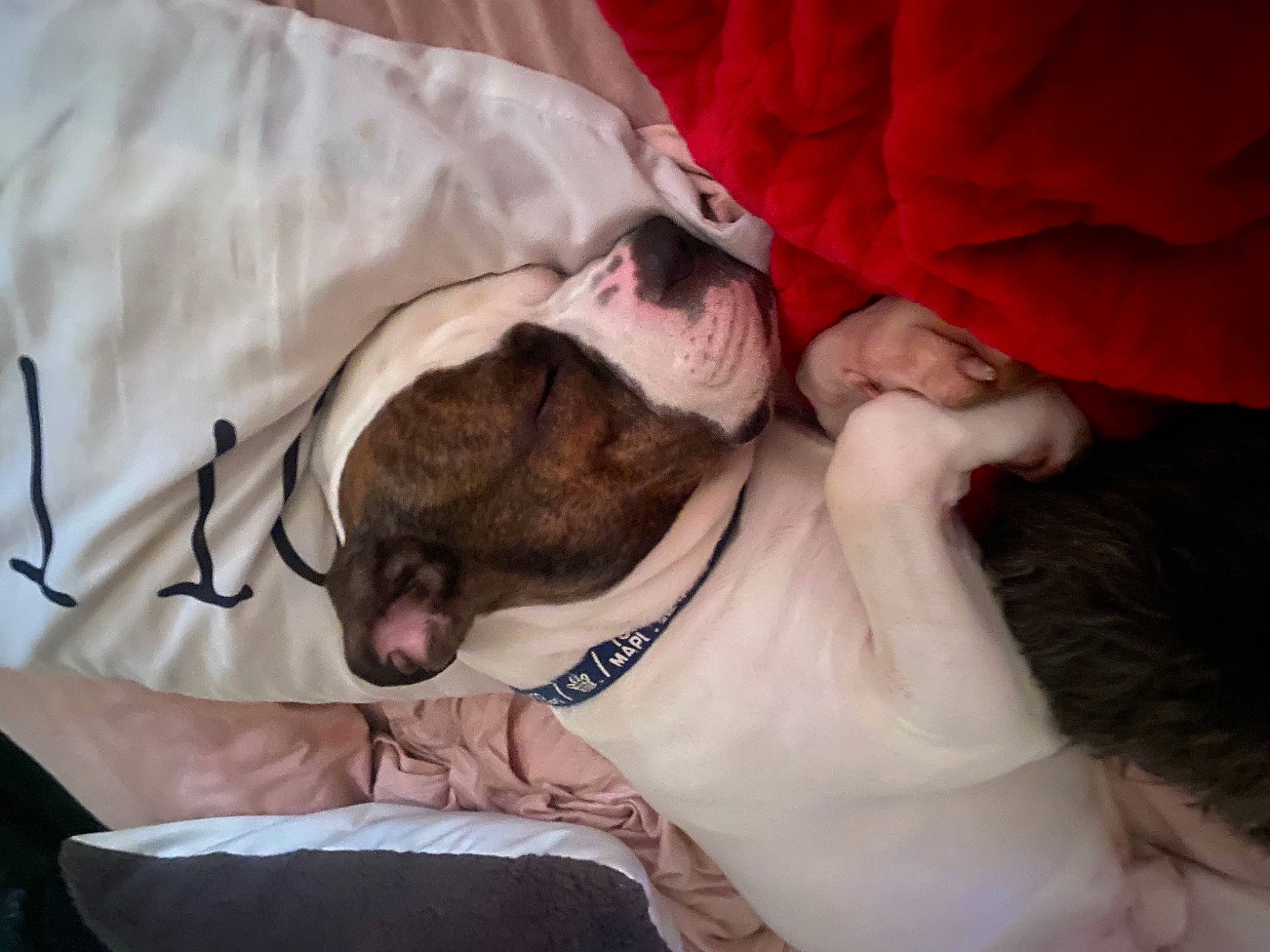 Armani is registered to the contest to win money with this photo: bedding, canidae, carnivore, comfort, companion_dog, dog, dog_breed, fawn, flesh, fur, linens, mammal, nap, paw, room, sleep, sleeve, sporting_group, toy_dog, working_animal