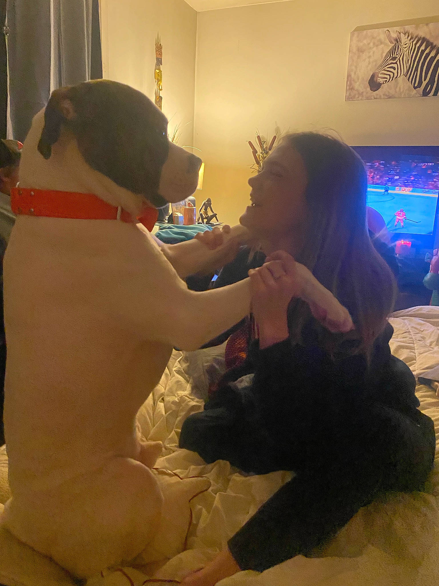 Armani is registered to the contest to win money with this photo: canidae, carnivore, child, comfort, companion_dog, dog, dog_breed, event, fawn, flooring, fun, fur, gesture, happy, leisure, personal_protective_equipment, room, sitting, sporting_group, visual_arts