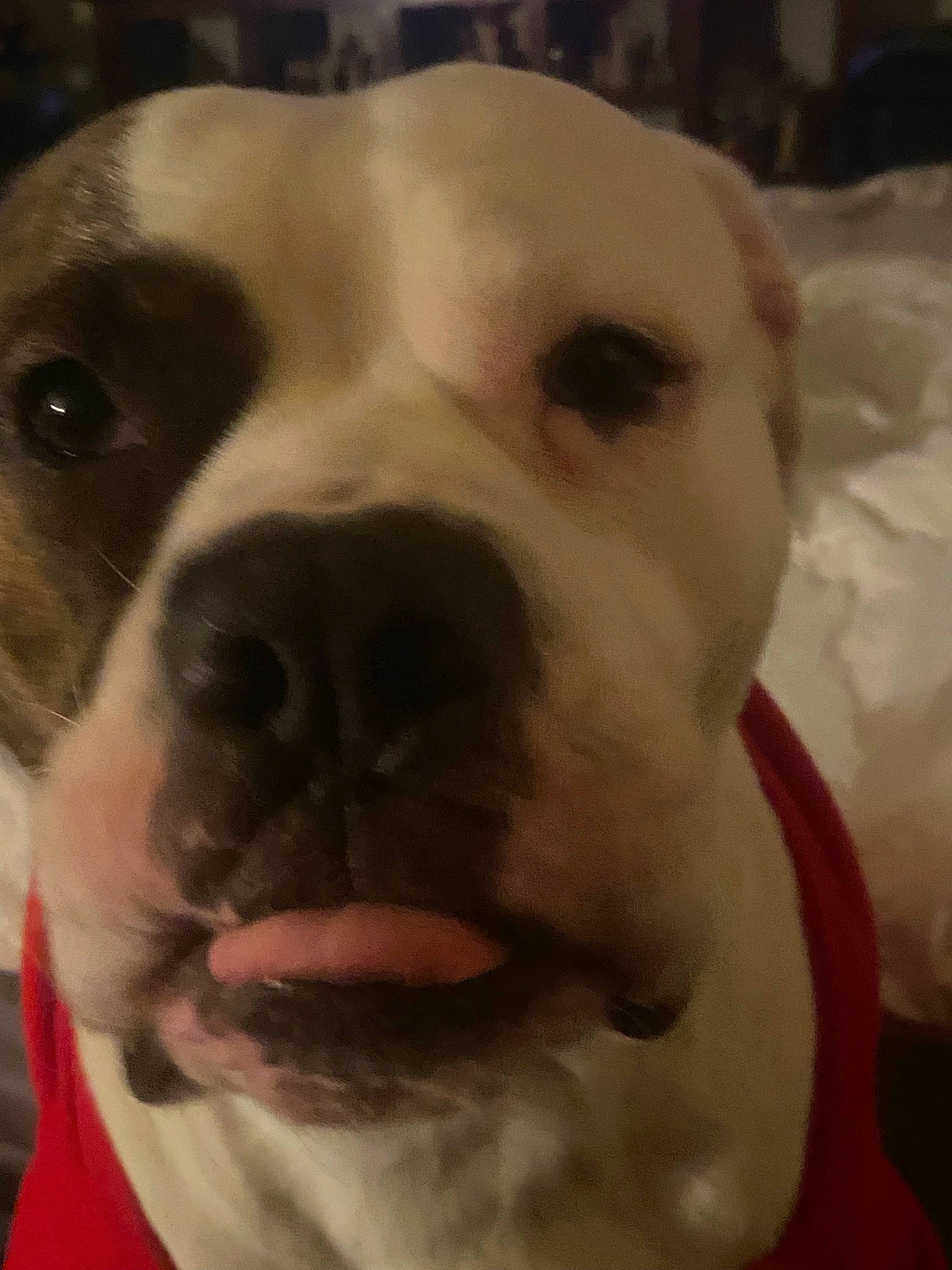 Armani joined the competition — help win amazing prizes! boxer, bulldog, canidae, carnivore, collar, companion_dog, dog, dog_breed, dog_collar, ear, fawn, fur, giant_dog_breed, molosser, snout, sporting_group, whiskers, working_animal, working_dog, wrinkle