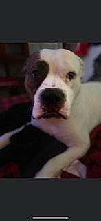 Armani joined the competition — help win amazing prizes! carnivore, collar, companion_dog, cordoba_fighting_dog, dog, dog_breed, dog_collar, ear, pet_supply, photo_caption, terrestrial_animal, whiskers, working_animal