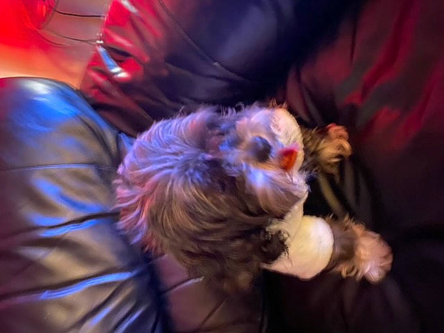 Peter Parker joined the competition — help win amazing prizes! cg_artwork, darkness, electric_blue, entertainment, event, fun, fur, heat, magenta, music, musician, night, performance, performance_art, performing_arts, public_event, purple, room, tree