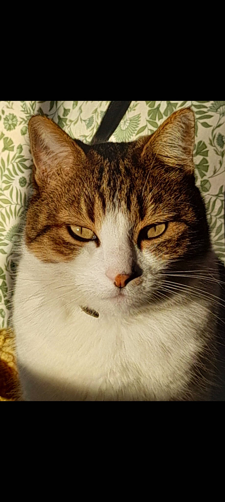 Speedou a rejoint le concours — aidez-le/la à gagner de superbes lots ! art, carnivore, cat, domestic_short_haired_cat, felidae, fur, illustration, painting, paw, photo_caption, rectangle, small_to_medium_sized_cats, snout, square, tail, terrestrial_animal, tree, visual_arts, whiskers, window