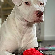 Dolores joined the competition — help win amazing prizes! dog, white_dog, pet, indoor, carpet, toy, plush_toy, heart_shaped, paw, animal, canine, domestic_animal, resting, looking_away, closeup, fur, ears, snout, nose, cute