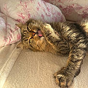 Prada joined the competition — help win amazing prizes! cat, tabby, pet, animal, feline, paw, licking, fur, bed, blanket, pillow, cozy, indoor, resting, cute, relaxed, sunlight, closeup, sleepy, whiskers