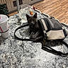 cat, christmas_tree, countertop, cup, curious, drink_cup, eyes_yellow, fishbowl, goldfish, gray_cat, handbag, indoor, kitten, looking_at_camera, marble_texture, pet, purse, strap, table_top, wooden_floor