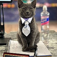 Munchie joined the competition — help win amazing prizes! gray_cat, kitten, tie, sitting, notebook, spiral_notebook, pen, nameplate, employee_of_the_month, desk, countertop, water_bottle, computer_monitor, blurred_background, portrait, cute, fur, paws, office, business_attire