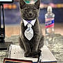 gray_cat, kitten, tie, sitting, notebook, spiral_notebook, pen, nameplate, employee_of_the_month, desk, countertop, water_bottle, computer_monitor, blurred_background, portrait, cute, fur, paws, office, business_attire