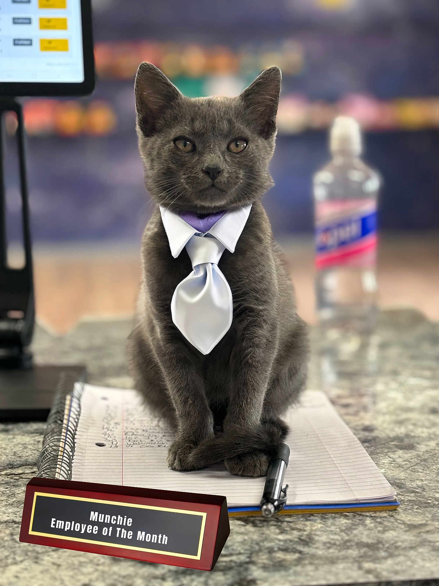 Munchie joined the competition — help win amazing prizes! gray_cat, kitten, tie, sitting, notebook, spiral_notebook, pen, nameplate, employee_of_the_month, desk, countertop, water_bottle, computer_monitor, blurred_background, portrait, cute, fur, paws, office, business_attire