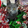 Munchie is registered to the contest to win money with this photo: cat, christmas_decor, close_up, curious, cute, festive, fur, green_tinsel, grey_cat, holiday, indoor, kitten, ornaments, pet, portrait, red_tinsel, shiny, sparkle, tinsel, yellow_eyes