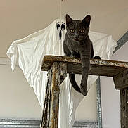 Munchie is registered to the contest to win money with this photo: cat, ceiling, curious, cute, fabric, ghost_decoration, grey_cat, halloween_decor, indoor, kitten, ladder_step, metal_paneling, paint_splatter, perched, pet, photograph, rustic, staring, wooden_ladder, yellow_eyes
