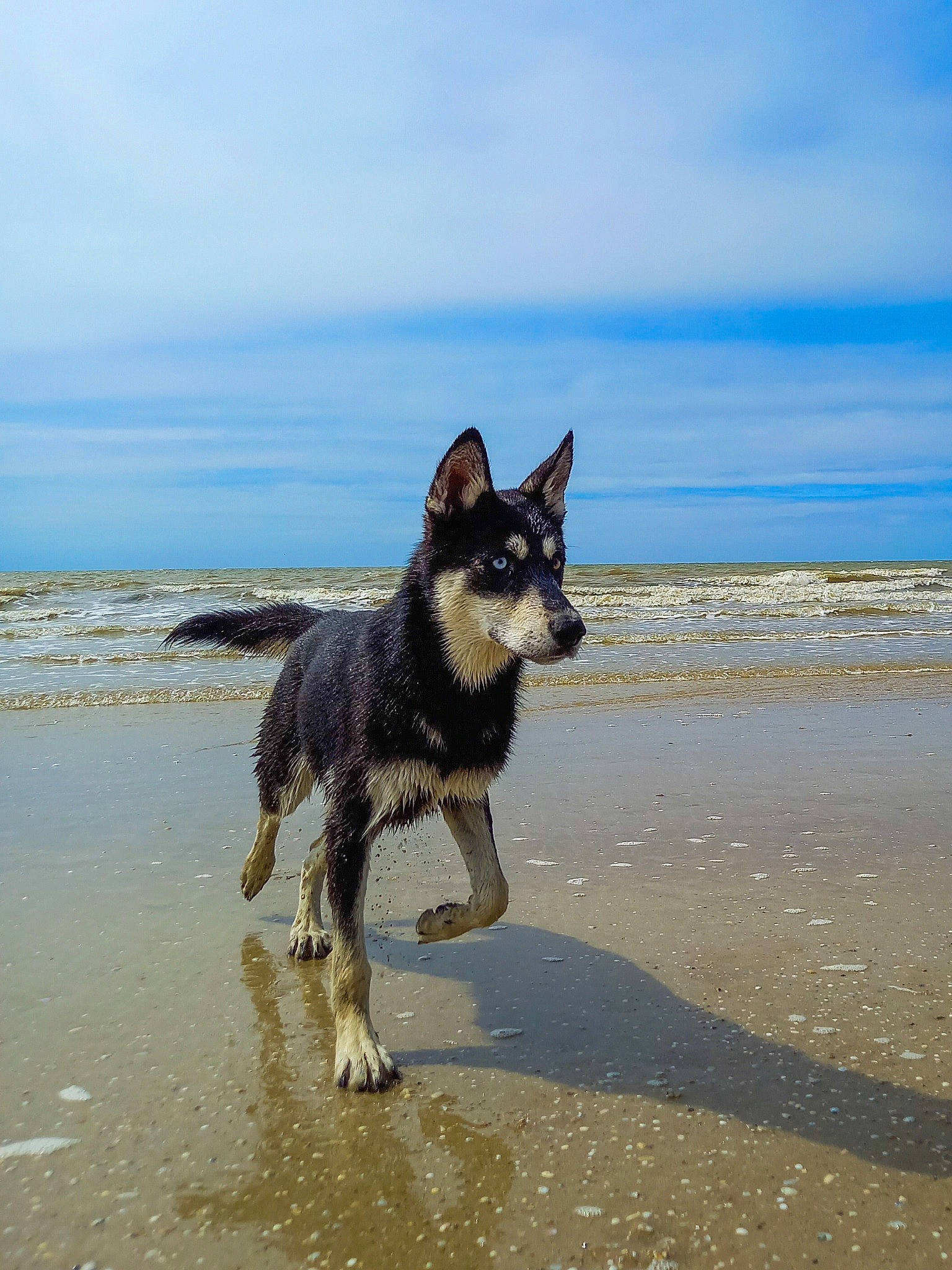 Arwenn a rejoint le concours — aidez-le/la à gagner de superbes lots ! beach, blue, canidae, carnivore, cloud, collar, companion_dog, dog, dog_breed, fluid, herding_dog, liquid, ocean, sand, sky, sporting_group, tail, water, wave, wind_wave