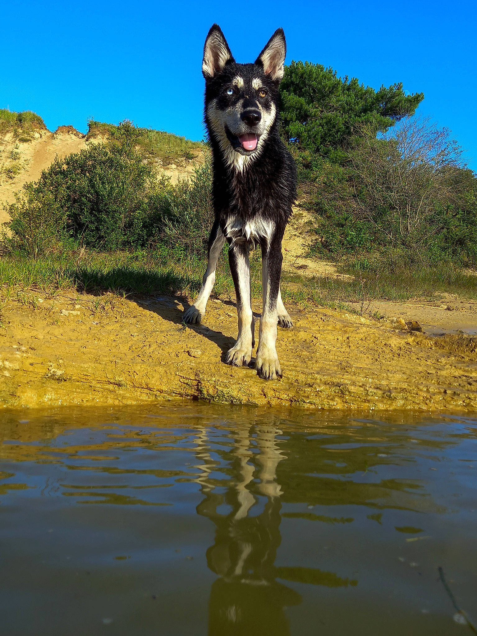 Arwenn a rejoint le concours — aidez-le/la à gagner de superbes lots ! canidae, carnivore, collar, companion_dog, dog, dog_breed, fawn, grass, lake, leash, nature, plant, recreation, sky, snout, sporting_group, tail, water, water_resources, working_animal