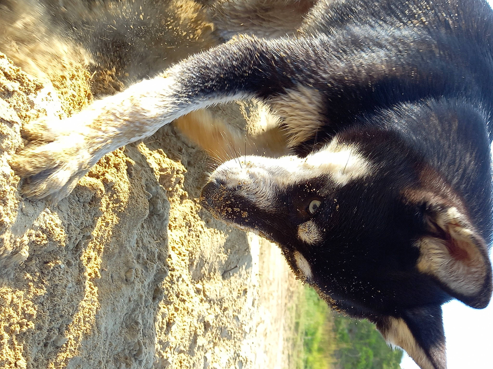 Arwenn participe au concours pour gagner de l'argent avec cette photo : canidae, carnivore, claw, dog_breed, fawn, fur, human_leg, natural_material, organism, paw, rock, shadow, snout, soil, sporting_group, tail, terrestrial_animal, wildlife, working_animal
