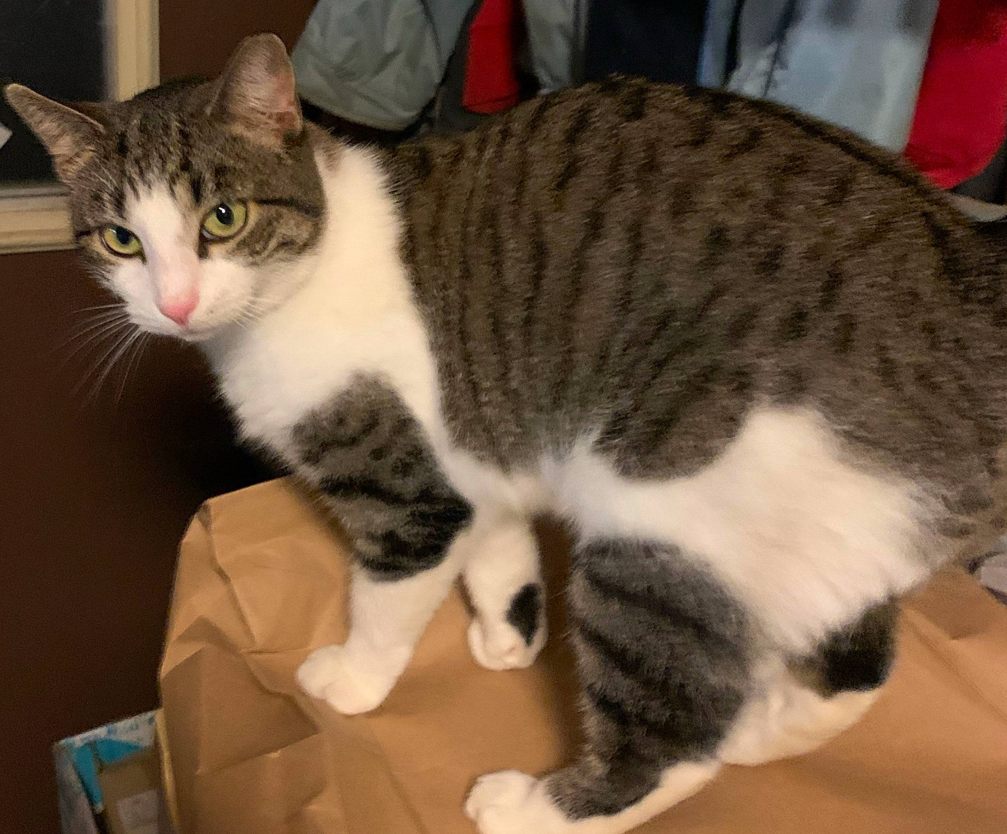 Baby joined the competition — help win amazing prizes! carnivore, cat, comfort, domestic_short_haired_cat, felidae, fur, paw, small_to_medium_sized_cats, snout, tail, whiskers