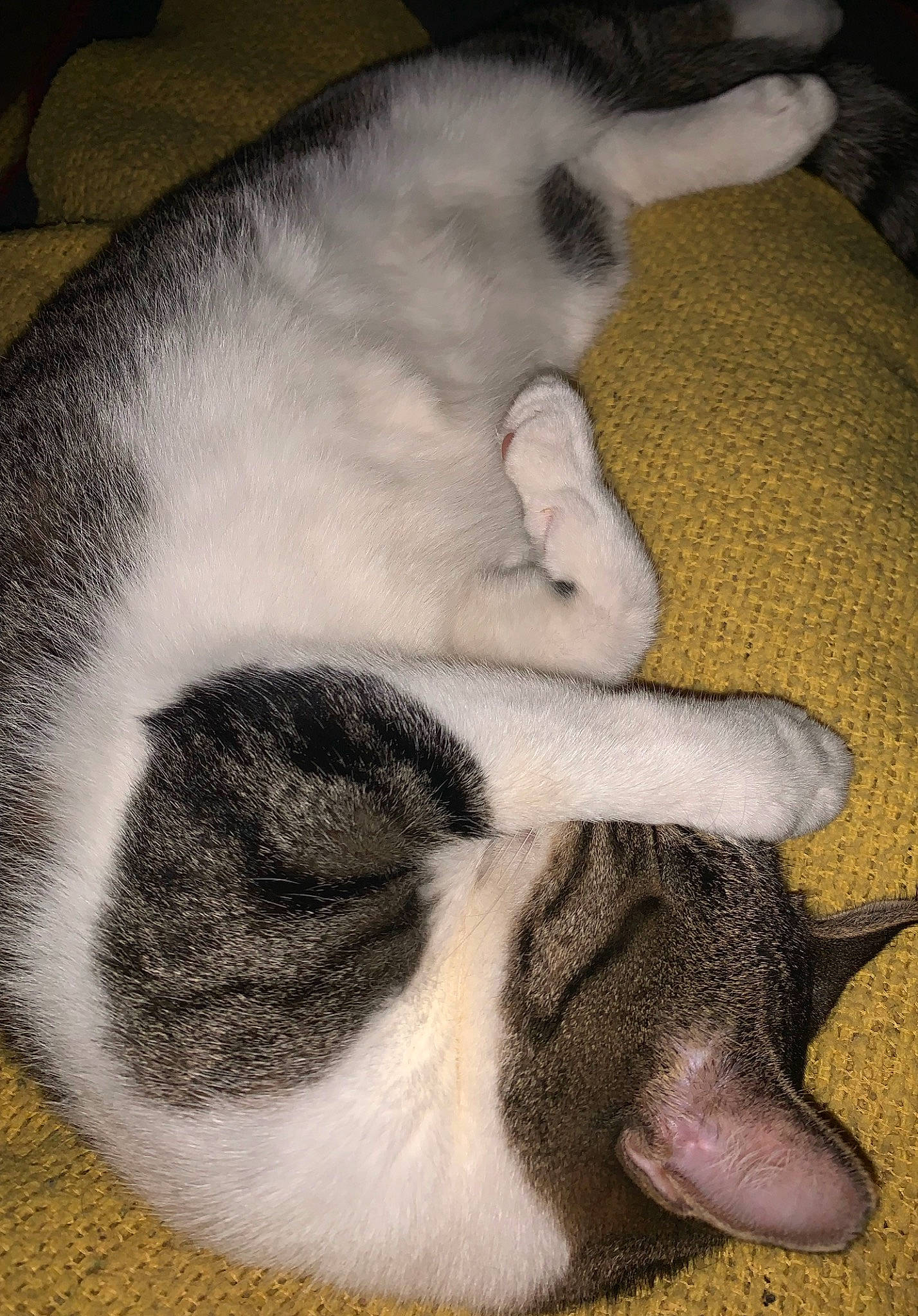 Baby joined the competition — help win amazing prizes! canidae, carnivore, cat, claw, comfort, companion_dog, dog, dog_breed, domestic_short_haired_cat, felidae, fur, nap, paw, sleep, small_to_medium_sized_cats, snout, tail, terrestrial_animal, whiskers, working_animal