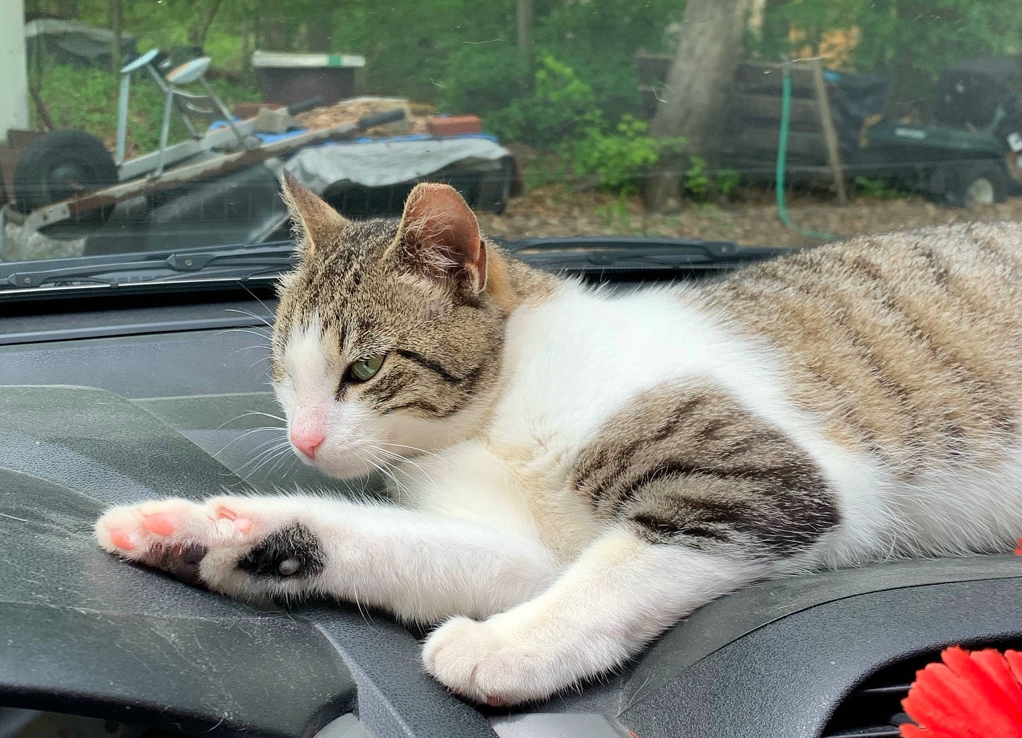 Baby is registered to the contest to win money with this photo: carnivore, cat, claw, domestic_short_haired_cat, felidae, fur, grass, paw, plant, sitting, small_to_medium_sized_cats, snout, tail, terrestrial_animal, tree, whiskers, window, windshield