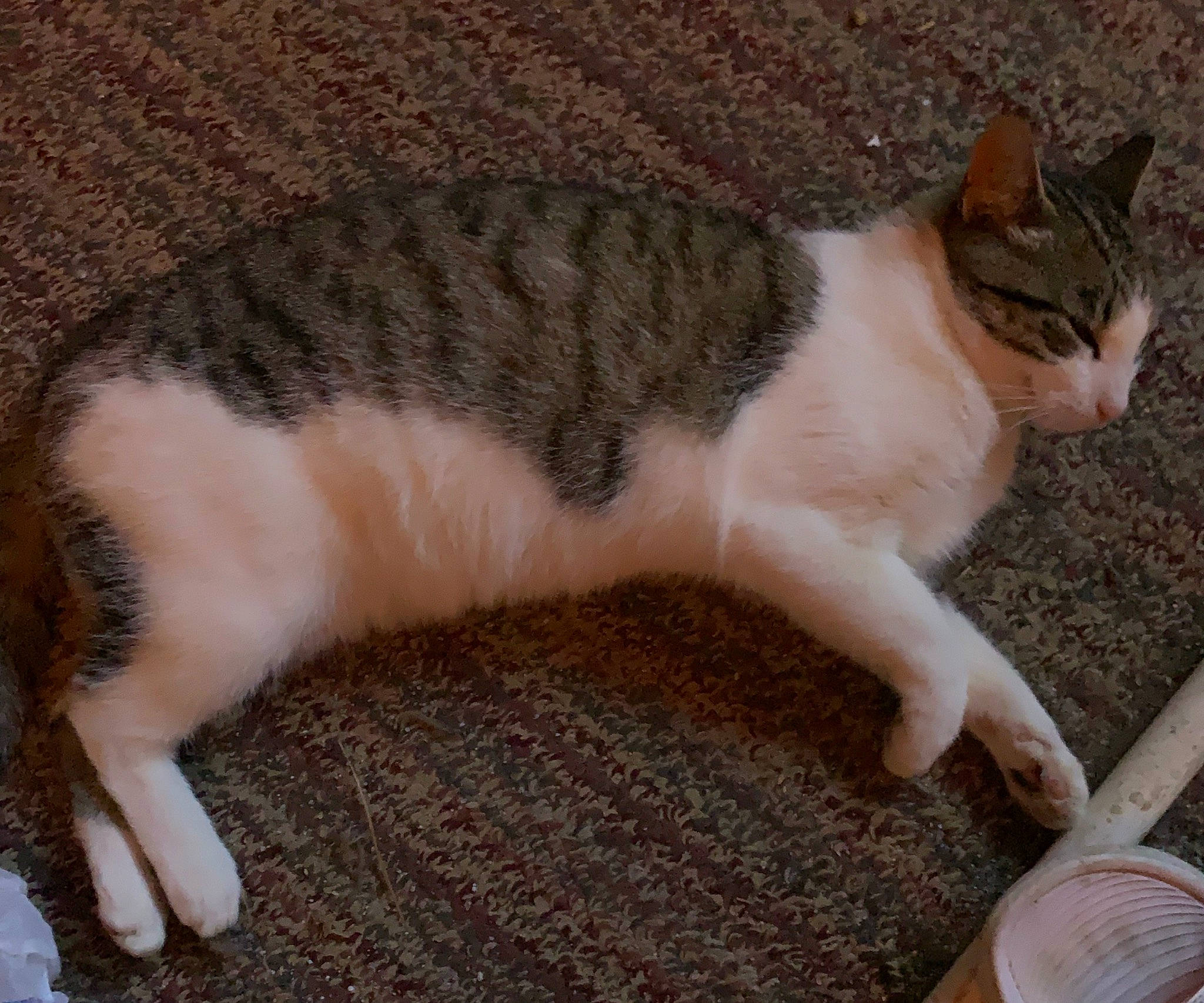 Baby joined the competition — help win amazing prizes! carnivore, cat, claw, comfort, domestic_short_haired_cat, fawn, felidae, flooring, foot, fur, grass, human_leg, paw, small_to_medium_sized_cats, snout, tail, terrestrial_animal, toe, whiskers, wood