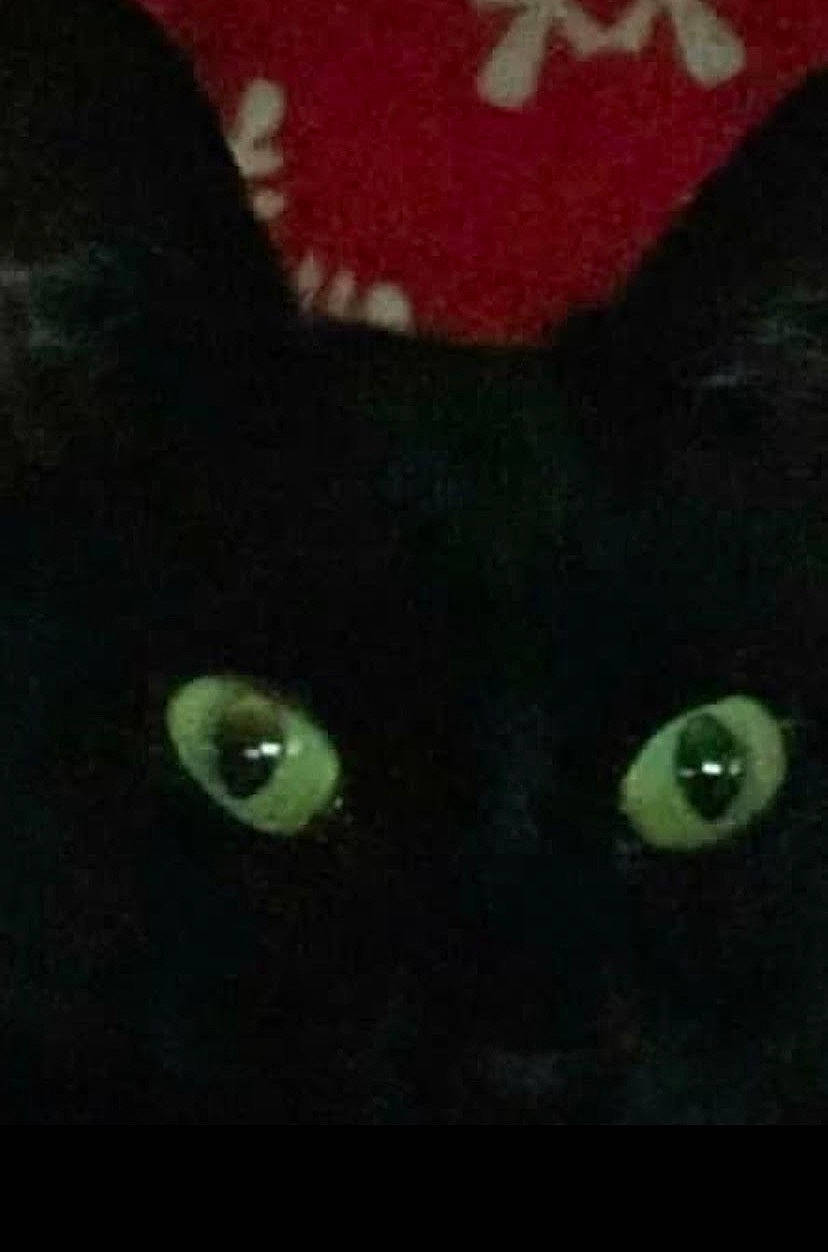 Midnight Miss joined the competition — help win amazing prizes! art, black_cat, bombay, carnivore, cat, darkness, domestic_short_haired_cat, electric_blue, felidae, fur, iris, small_to_medium_sized_cats, snout, terrestrial_animal, whiskers