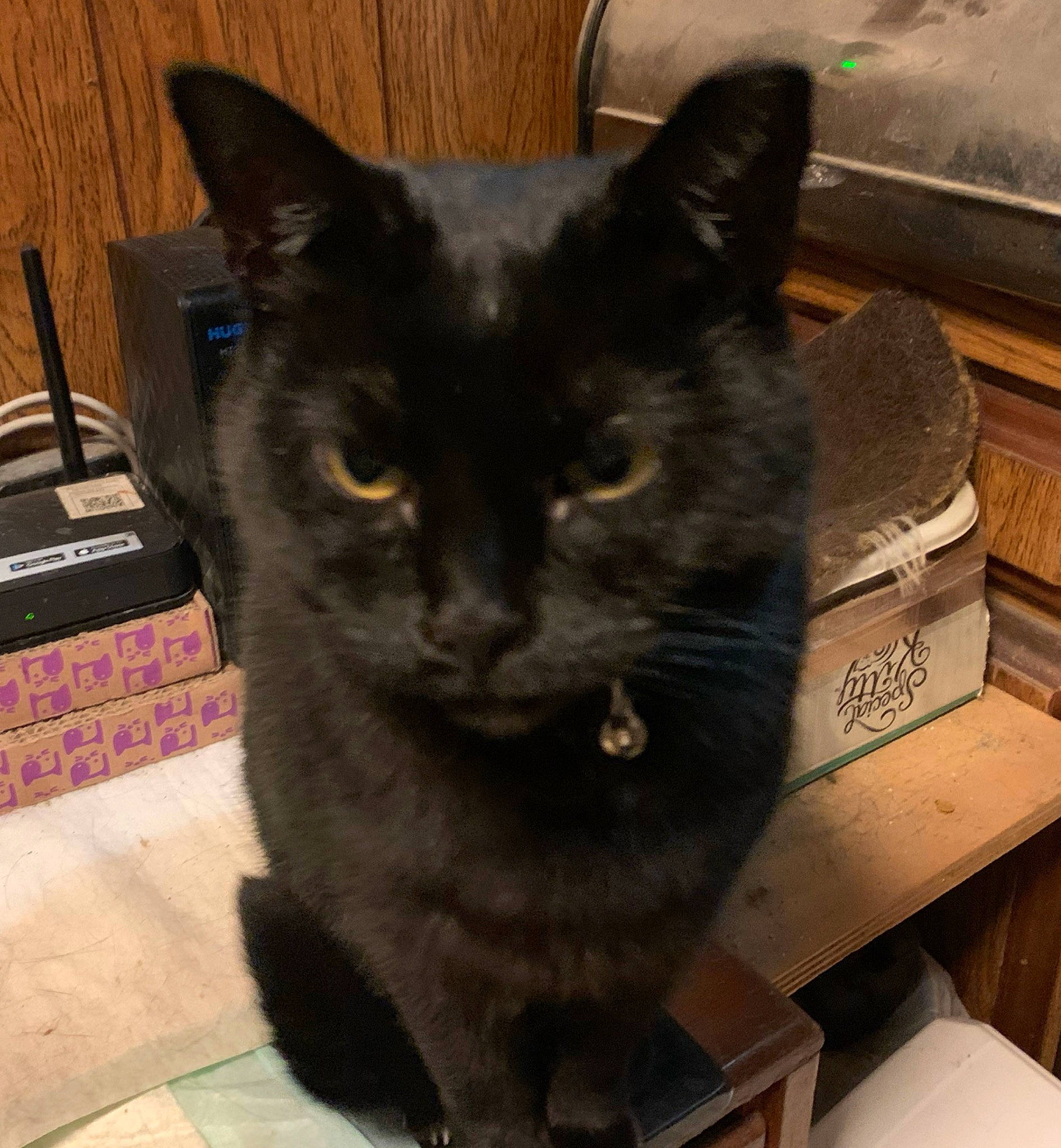 Midnight Miss is registered to the contest to win money with this photo: black_cat, bombay, box, carnivore, cat, cat_furniture, cat_supply, domestic_short_haired_cat, felidae, fur, hardwood, havana_brown, small_to_medium_sized_cats, snout, whiskers