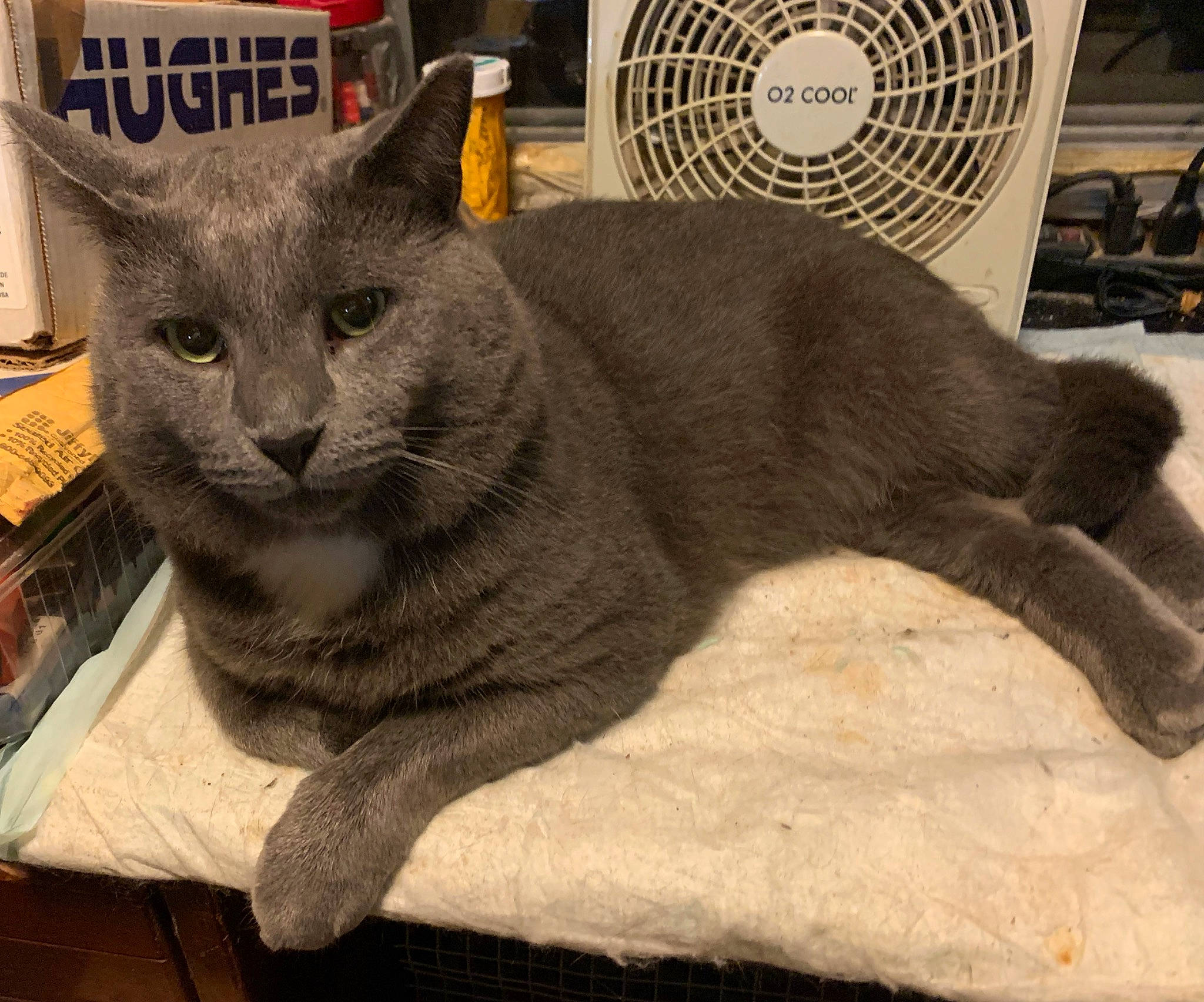 Bruno is registered to the contest to win money with this photo: automotive_tire, carnivore, cat, cat_supply, comfort, domestic_short_haired_cat, felidae, fur, grey, mechanical_fan, metal, russian_blue, sitting, small_to_medium_sized_cats, snout, tail, whiskers