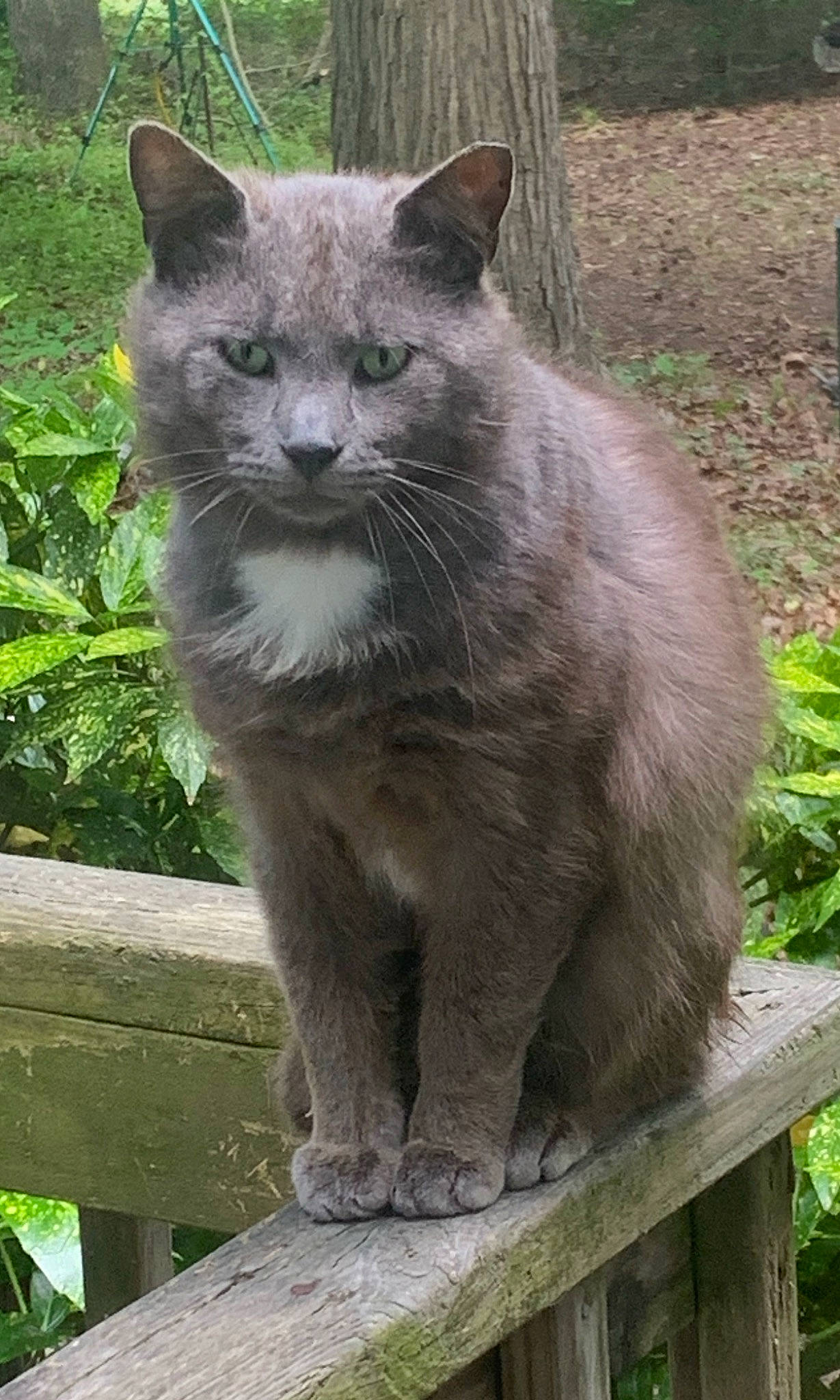 Bruno joined the competition — help win amazing prizes! carnivore, cat, domestic_short_haired_cat, felidae, fur, grass, groundcover, plant, russian_blue, small_to_medium_sized_cats, snout, tail, terrestrial_animal, whiskers, wildlife, window, zoo