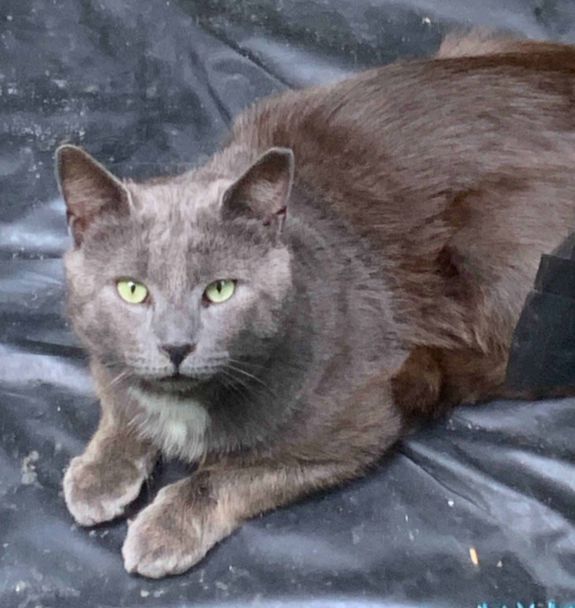 Bruno is registered to the contest to win money with this photo: art, carnivore, cat, domestic_short_haired_cat, felidae, fur, grey, russian_blue, small_to_medium_sized_cats, snout, terrestrial_animal, whiskers, window