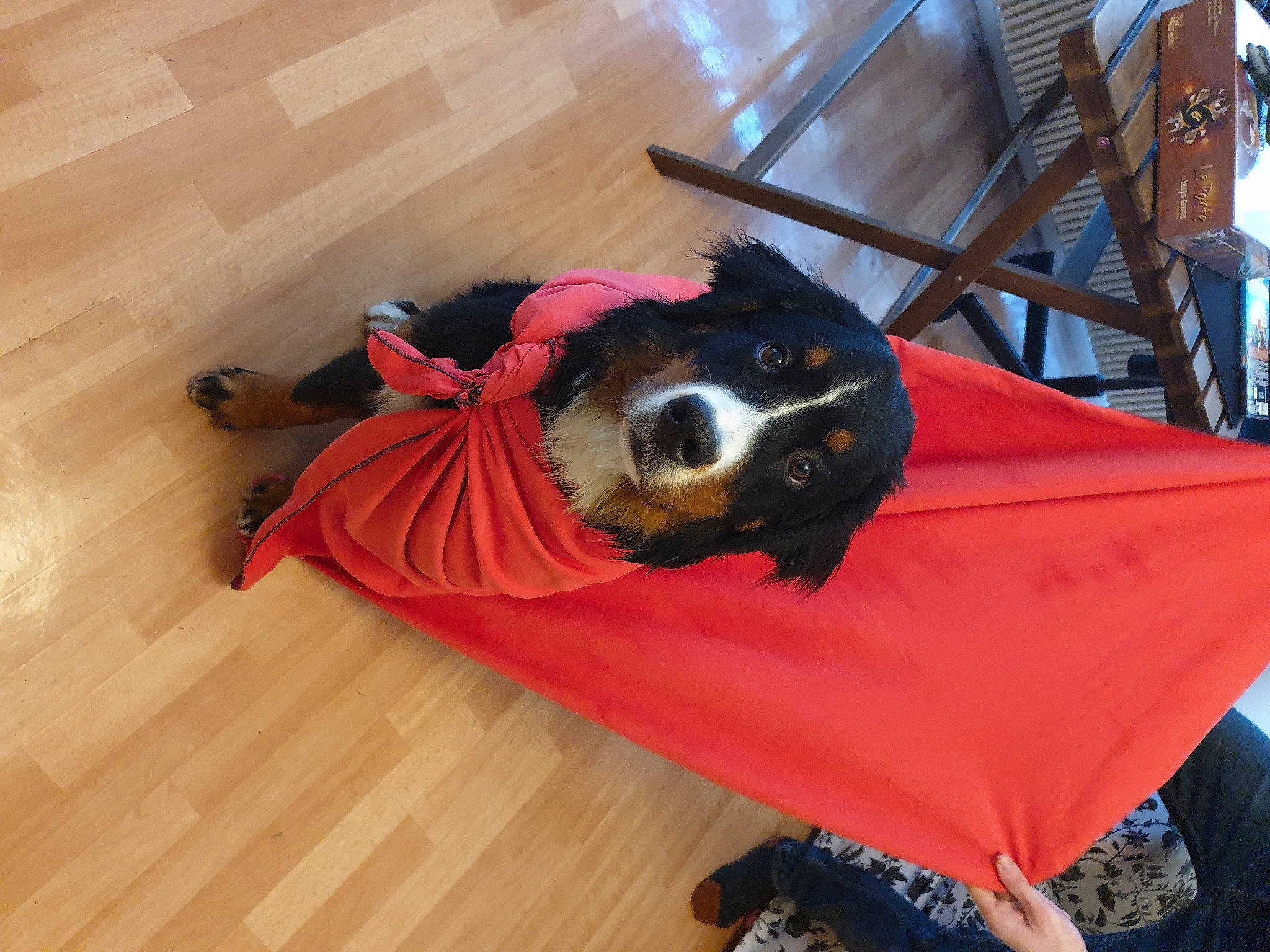 Bidou a rejoint le concours — aidez-le/la à gagner de superbes lots ! carnivore, comfort, companion_dog, dog, dog_breed, dog_supply, fawn, flooring, fun, fur, hardwood, laminate_flooring, pet_supply, room, snout, varnish, wood, wood_flooring, wood_stain, working_animal