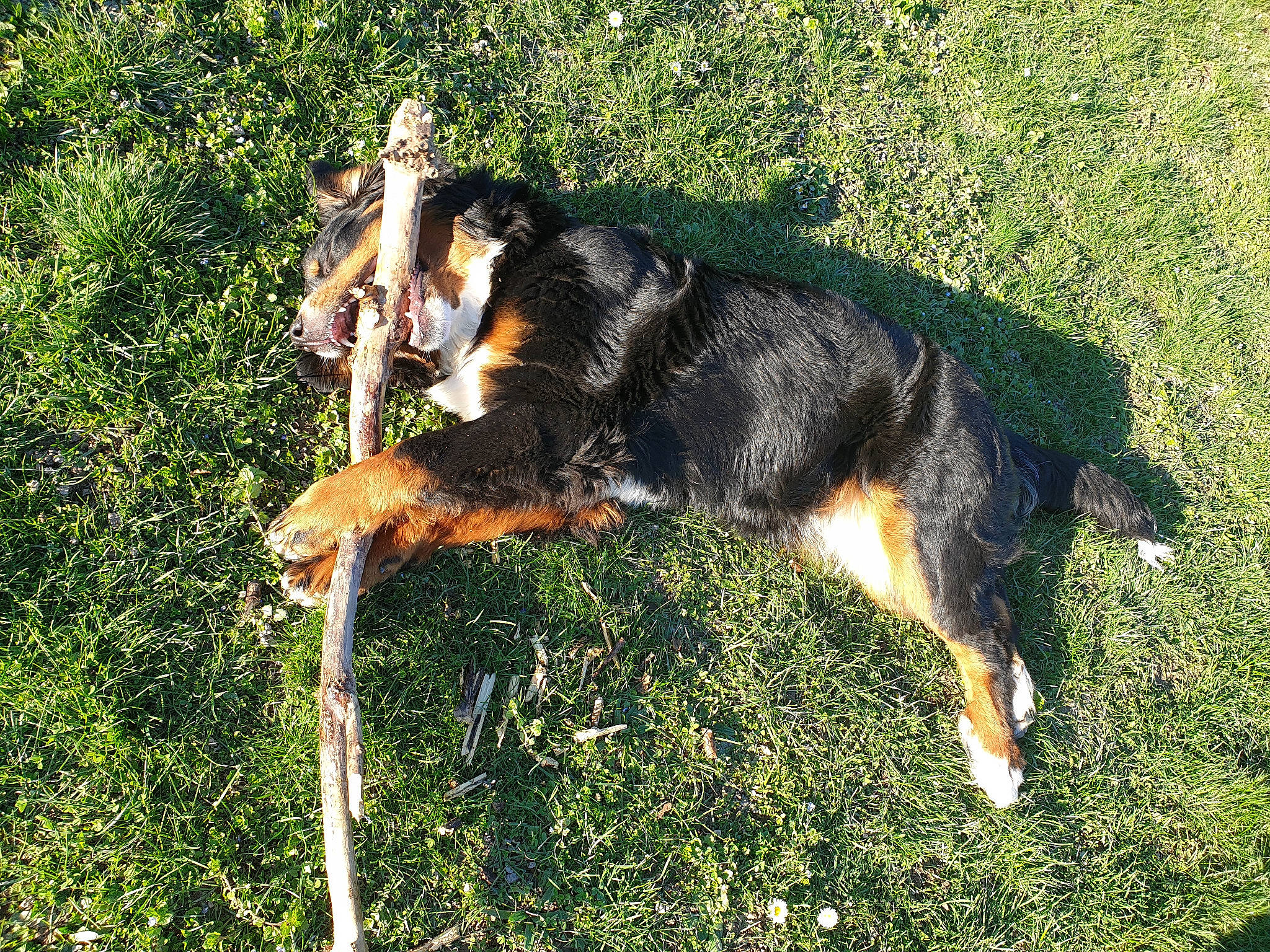 Bidou participe au concours pour gagner de l'argent avec cette photo : canidae, carnivore, companion_dog, dog, dog_breed, fawn, grass, guard_dog, heat, hunting_dog, old_german_shepherd_dog, snout, sporting_group, tail, working_dog