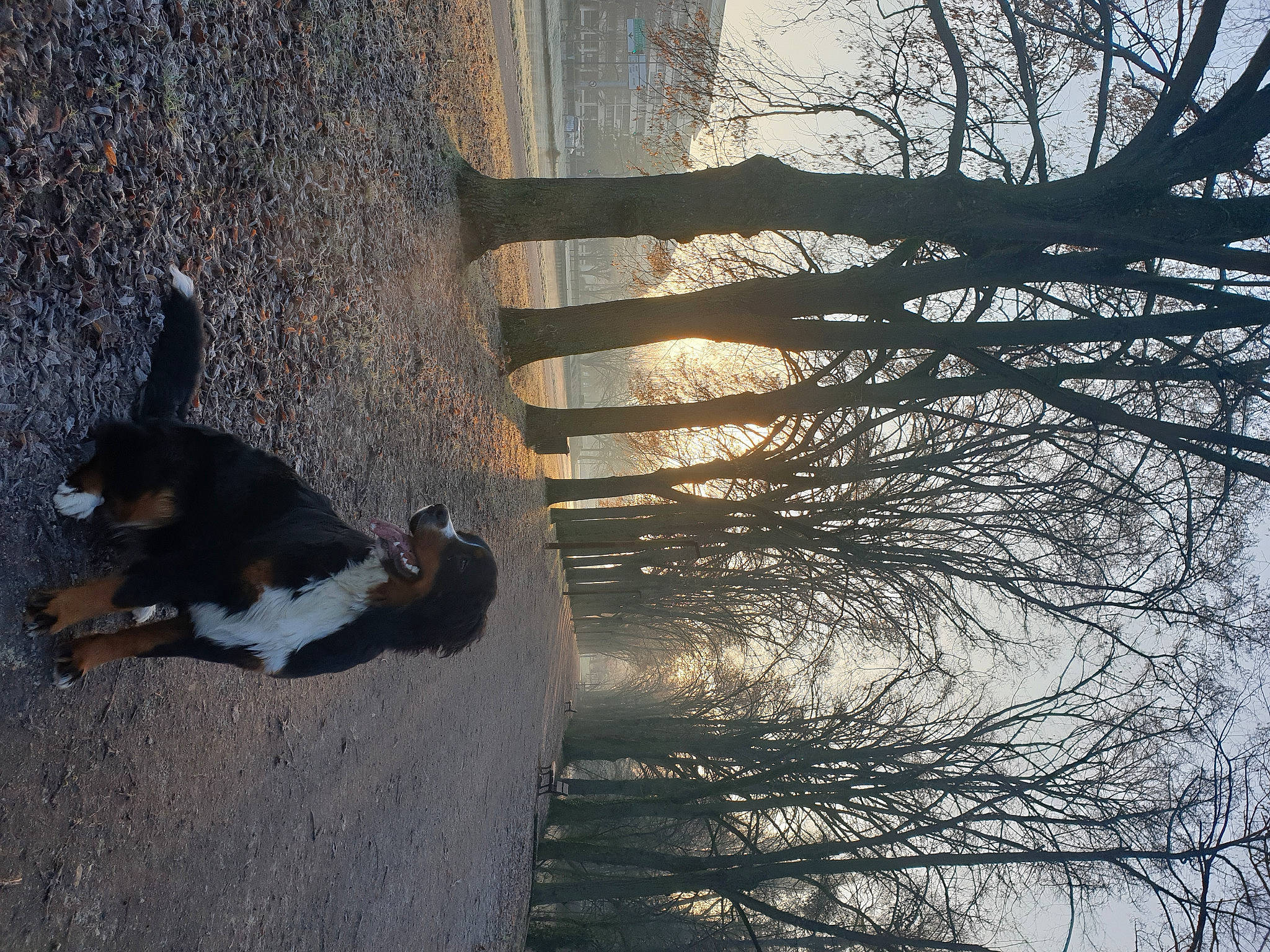 Bidou a rejoint le concours — aidez-le/la à gagner de superbes lots ! branch, carnivore, companion_dog, dog, dog_breed, freezing, grass, plant, shade, sky, snow, tail, tints_and_shades, tree, trunk, twig, window, winter, wood, woody_plant