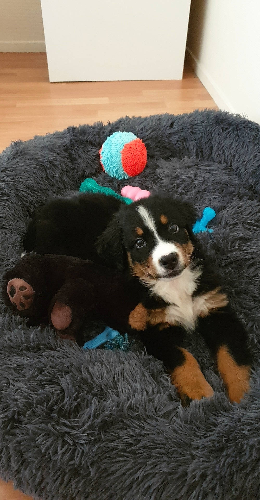 Bidou a rejoint le concours — aidez-le/la à gagner de superbes lots ! canidae, carnivore, chair, companion_dog, couch, dog, dog_breed, dog_supply, fur, goggles, hat, snout, sporting_group, stuffed_toy, tail, terrestrial_animal, toy_dog, wool, woolen, working_animal