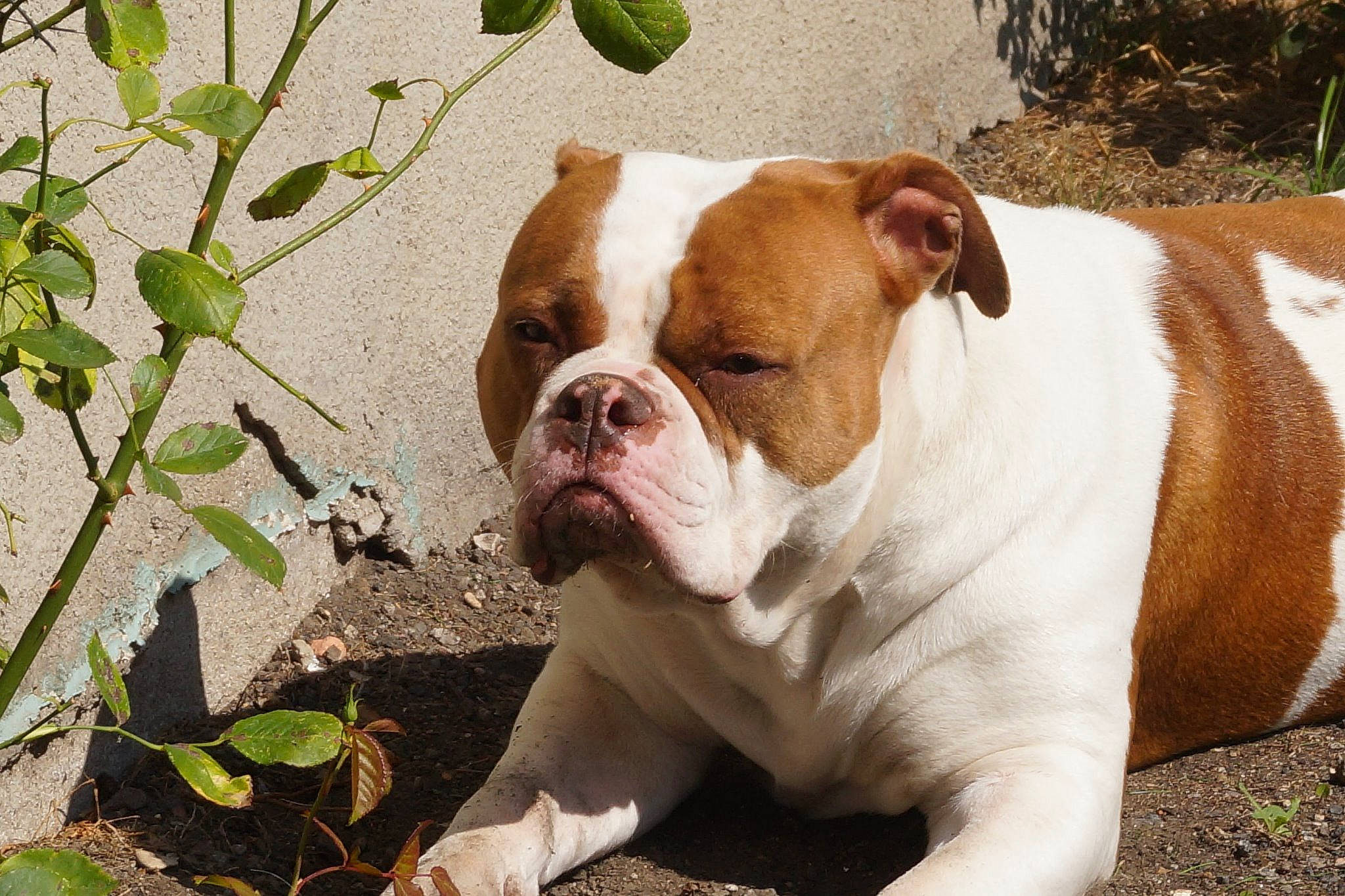 Heaven' Bulls Eva a rejoint le concours — aidez-le/la à gagner de superbes lots ! american_bulldog, australian_bulldog, british_bulldogs, bulldog, canidae, carnivore, companion_dog, dog, dog_breed, dorset_olde_tyme_bulldogge, mammal, molosser, non_sporting_group, old_english_bulldog, olde_english_bulldogge, renascence_bulldogge, snout, toy_bulldog, vertebrate, white_english_bulldog