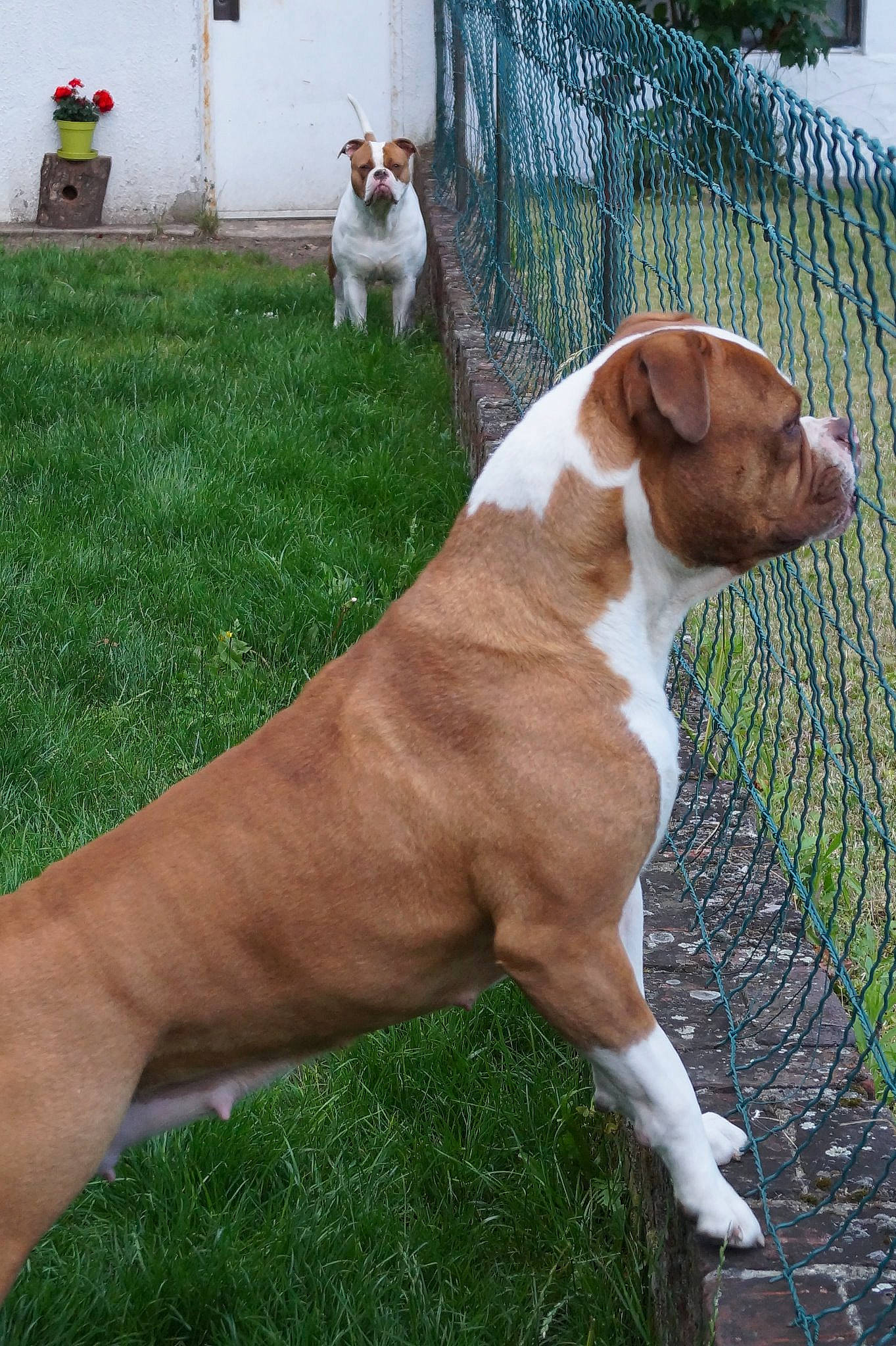 Heaven' Bulls Eva participe au concours pour gagner de l'argent avec cette photo : american_bulldog, american_pit_bull_terrier, american_staffordshire_terrier, australian_bulldog, canidae, carnivore, companion_dog, dog, dog_breed, dorset_olde_tyme_bulldogge, fawn, mammal, non_sporting_group, pit_bull, plummer_terrier, posavac_hound, rare_breed_dog, sporting_group, vertebrate