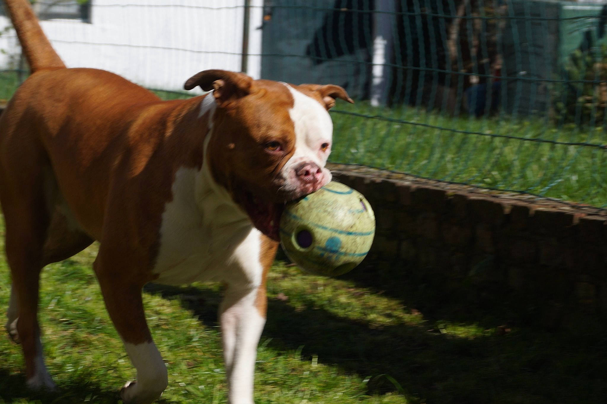 Heaven' Bulls Eva a rejoint le concours — aidez-le/la à gagner de superbes lots ! american_bulldog, american_pit_bull_terrier, american_staffordshire_terrier, australian_bulldog, canidae, carnivore, companion_dog, dog, dog_breed, fawn, mammal, non_sporting_group, olde_english_bulldogge, pit_bull, rare_breed_dog, snout, sporting_group, tail, valley_bulldog, vertebrate