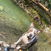 Mnms participe au concours pour gagner de l'argent avec cette photo : dog, water, river, rocks, nature, outdoor, forest, canine, shallow_water, curious, animal, pet, daylight, trees, wildlife, stream, playful, collar, freshwater, landscape