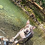 dog, water, river, rocks, nature, outdoor, forest, canine, shallow_water, curious, animal, pet, daylight, trees, wildlife, stream, playful, collar, freshwater, landscape