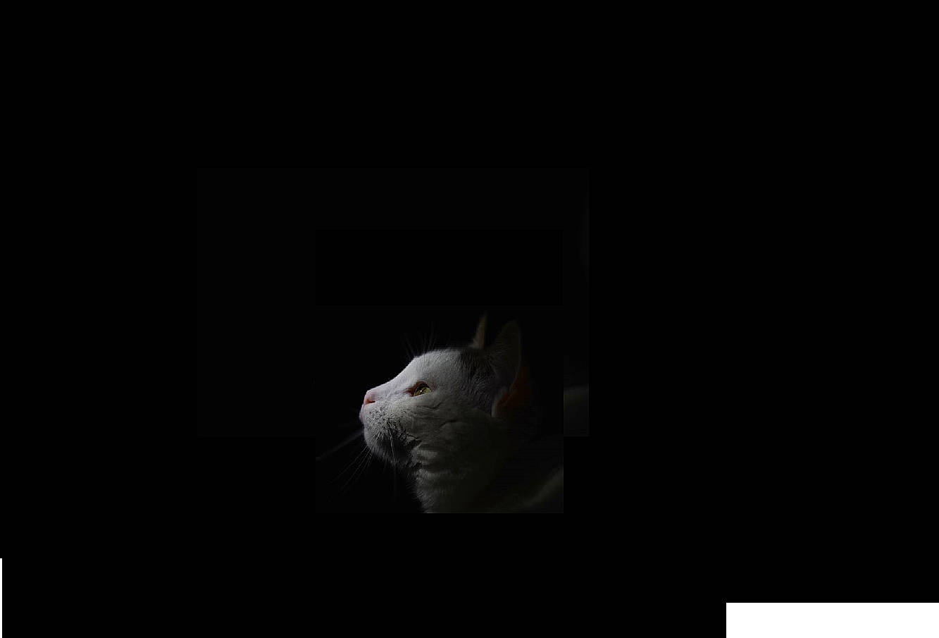 Molo participe au concours pour gagner de l'argent avec cette photo : art, black, black_and_white, cat, darkness, ear, felidae, light, night, photography, snout, space, still_life_photography, stock_photography, whiskers, white