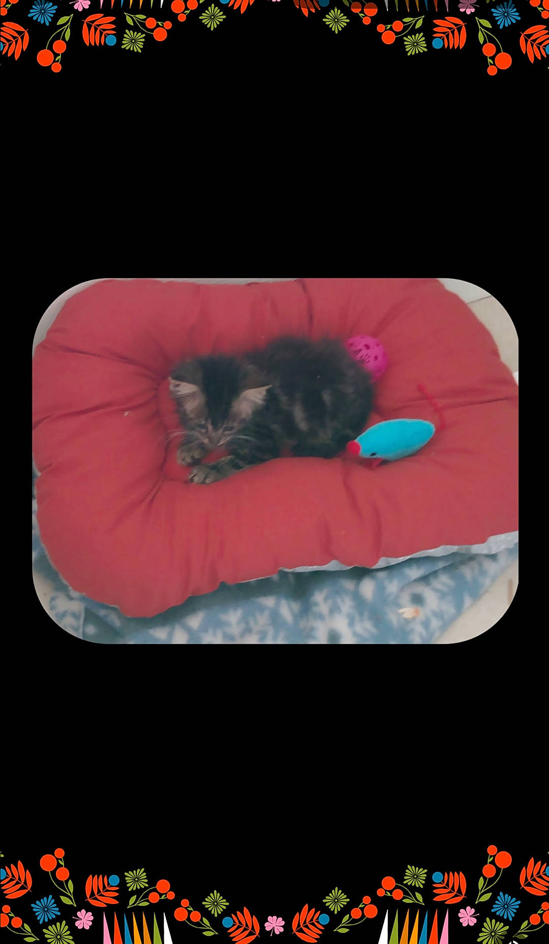 Tigrette a rejoint le concours — aidez-le/la à gagner de superbes lots ! carnivore, cat, cat_supply, felidae, font, fur, gesture, graphic_design, magenta, organism, paw, petal, photo_caption, pink, rectangle, small_to_medium_sized_cats, whiskers