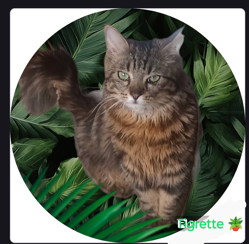 Tigrette participe au concours pour gagner de l'argent avec cette photo : adaptation, art, carnivore, cat, domestic_short_haired_cat, felidae, fur, grass, groundcover, organism, photo_caption, plant, rectangle, small_to_medium_sized_cats, snout, tail, terrestrial_animal, tree, whiskers, wildlife