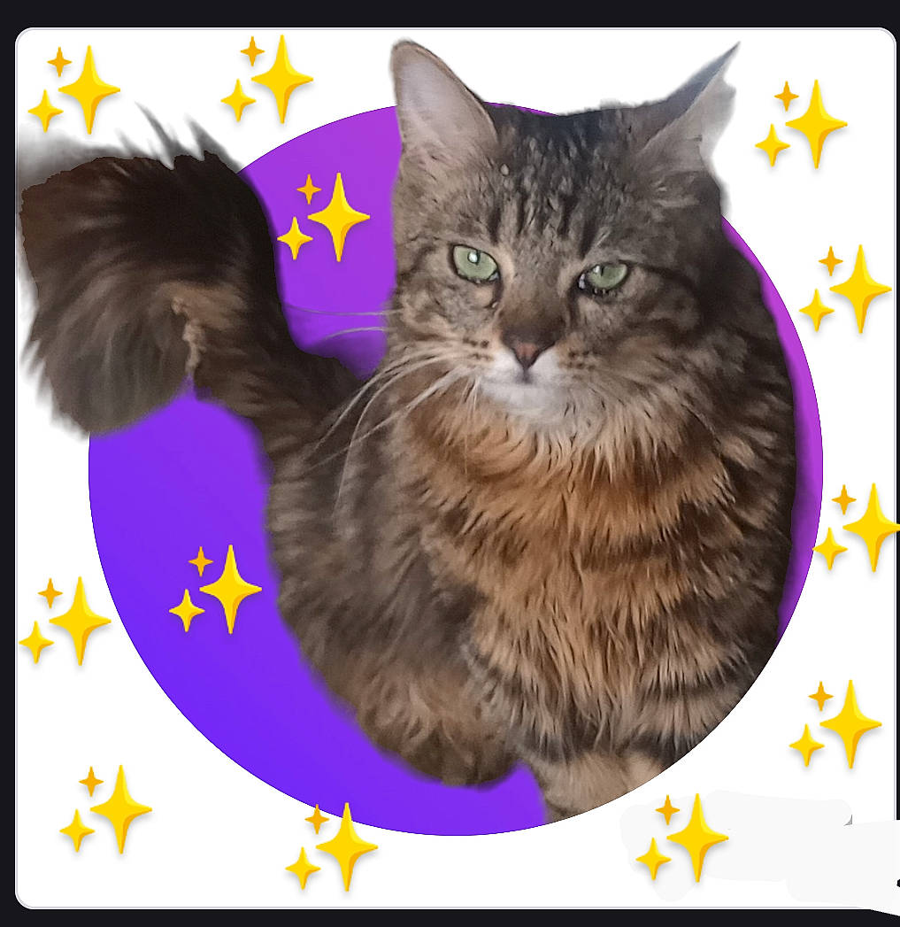 Tigrette participe au concours pour gagner de l'argent avec cette photo : art, carnivore, cat, cat_supply, domestic_short_haired_cat, felidae, font, fur, graphics, iris, magenta, organism, paw, photo_caption, rectangle, small_to_medium_sized_cats, snout, tail, terrestrial_animal, whiskers