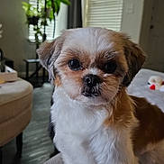 Chewy is registered to the contest to win money with this photo: dog, small_dog, fluffy, pet, indoor, living_room, couch, plant, window_blinds, fur, cute, animal, companion, domestic, portrait, canine, furniture, home, curtains, floor