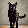 black_cat, cat, animal, pet, green_eyes, walking, indoor, feline, fur, whiskers, tail, portrait, focused, confident, curious, domestic_cat, close_up, floor, shadow, background