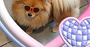 Pamela participe au concours pour gagner de l'argent avec cette photo : dog, fluffy, indoor, tile_floor, sunglasses_sticker, pink_bow_sticker, heart_shape, pet, cute, small_dog, brown_fur, white_tail, decorative_frame, playful, digital_sticker, animal, companion, looking_up, adorable, fun